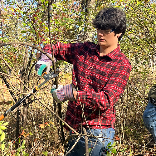 Participant removing invasive species